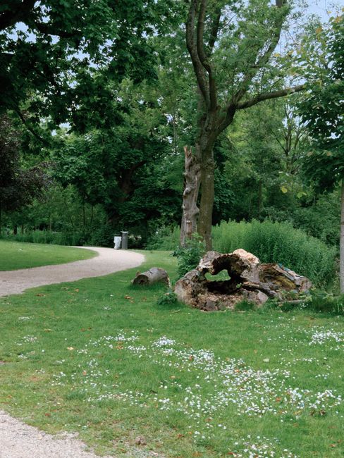 A scenic park area featuring lush green grass with small white flowers scattered across the lawn. A large, mature tree with a thick trunk and expansive branches provides shade, surrounded by dense fol